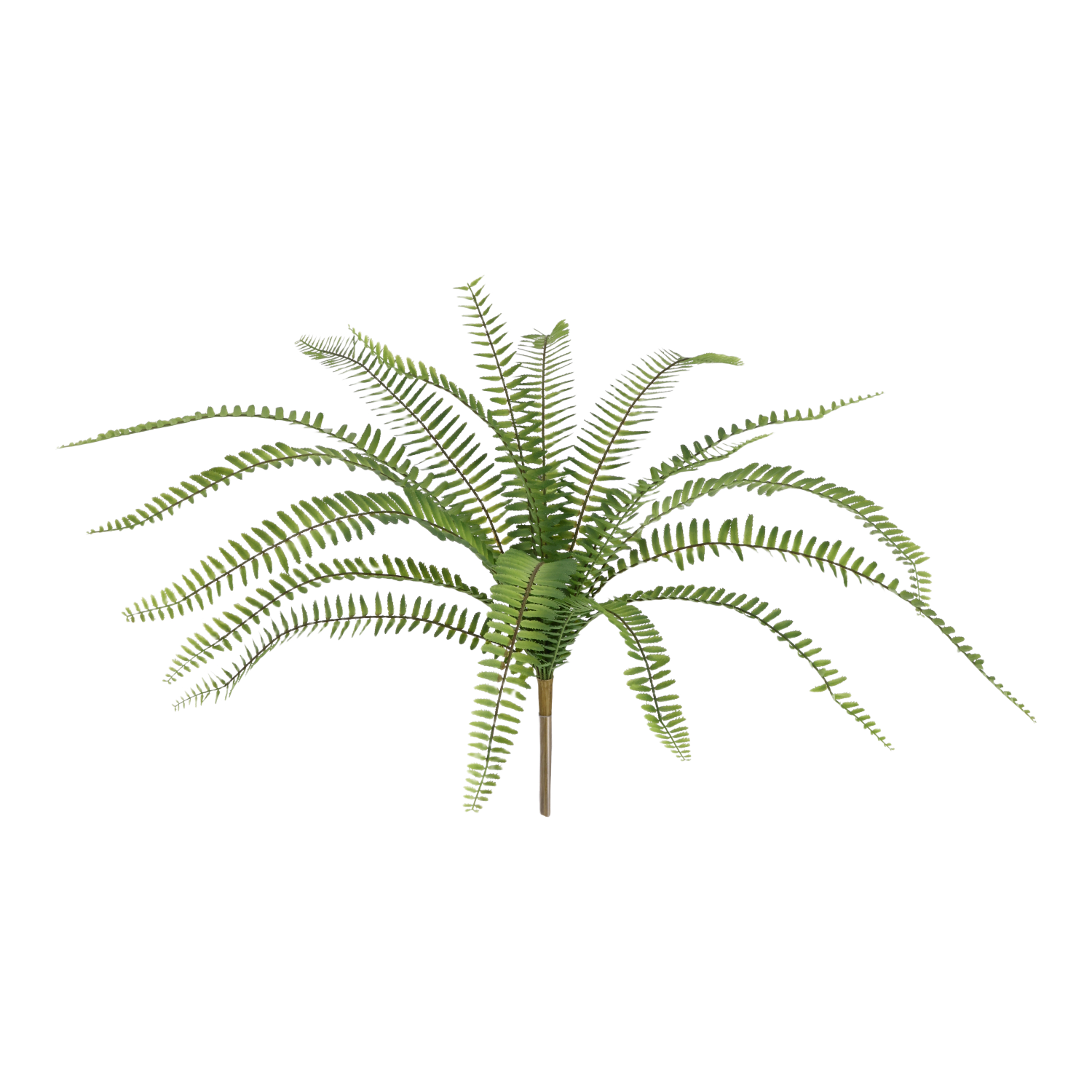 Asplenium Kunst Varen 50cm