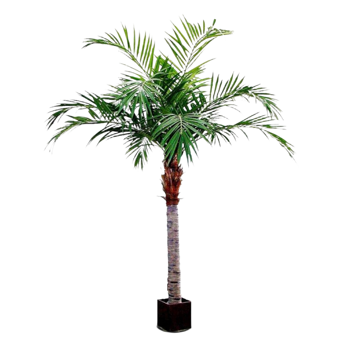 Majesty Giant kunstpalm 350cm