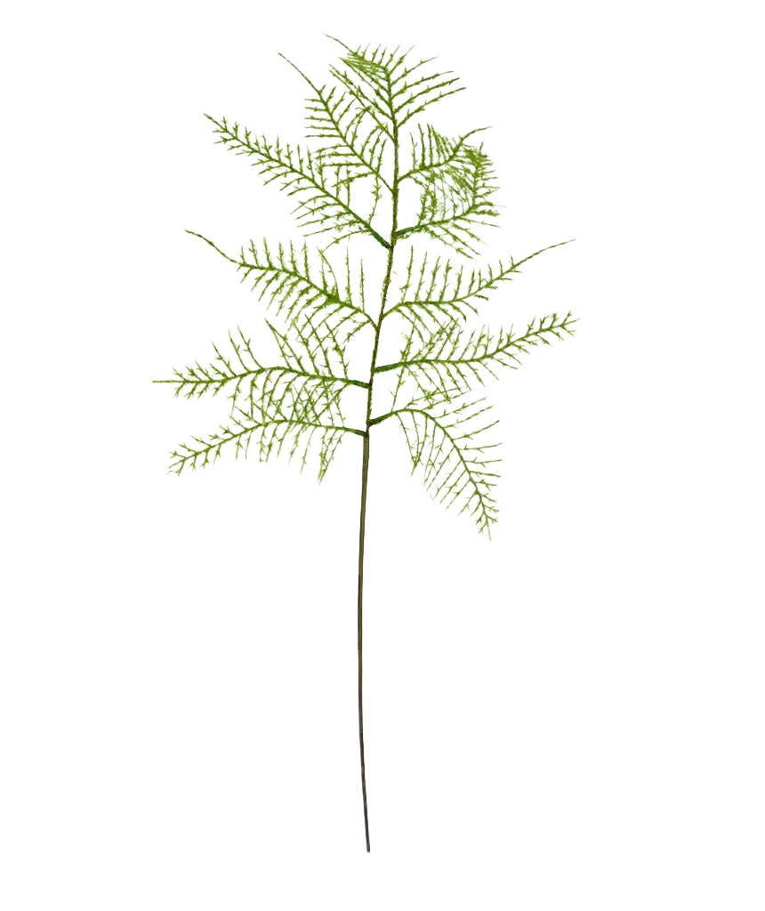 Asparagus kunsttak 55 cm