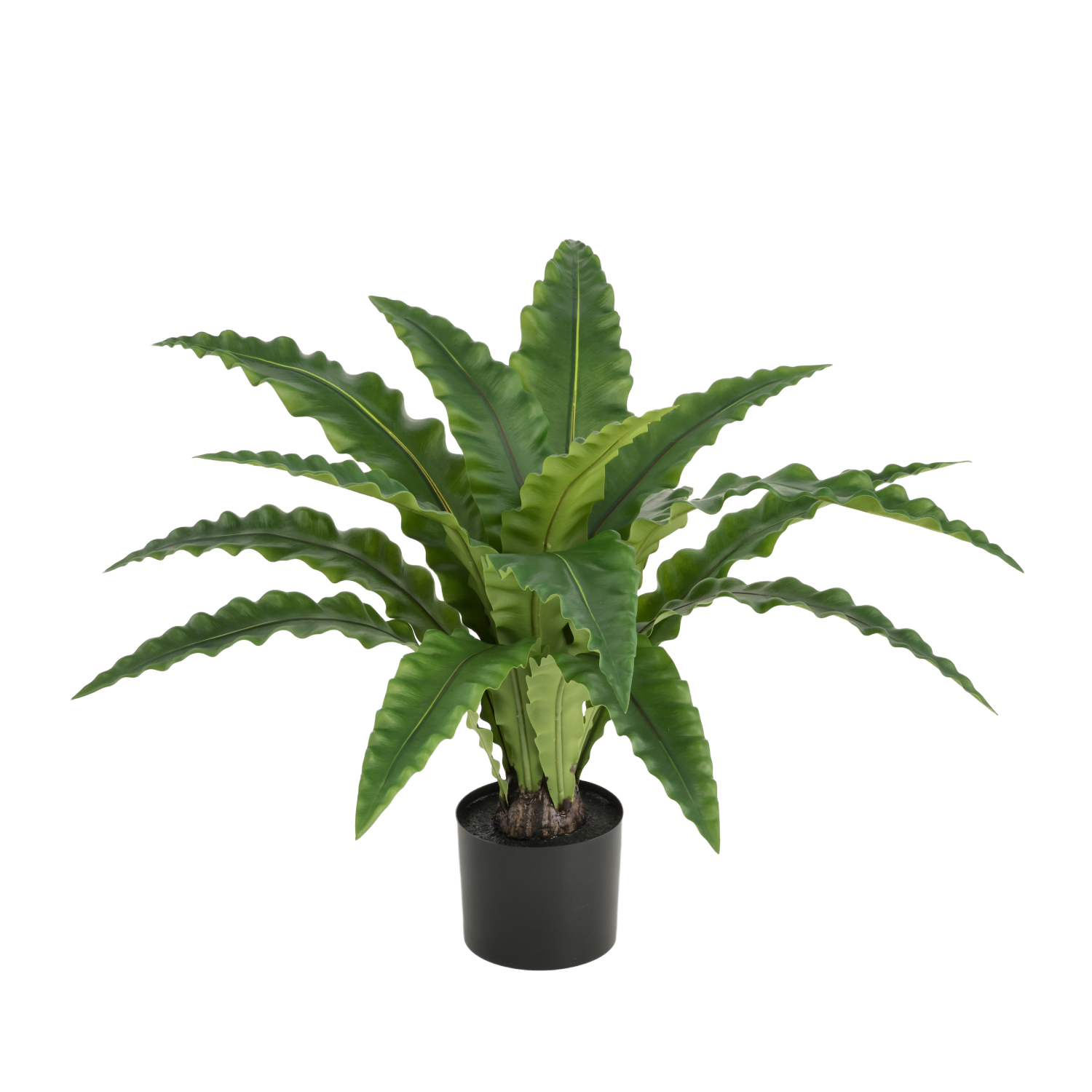 Asplenium Kunst Varen RT 60cm