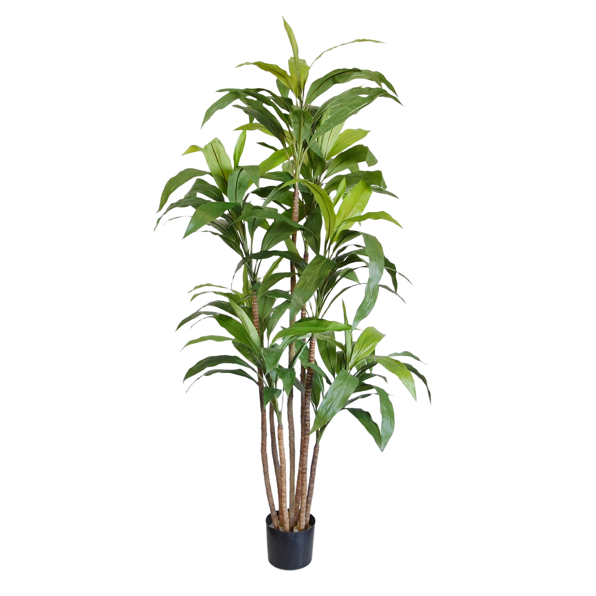 Draceana Fragrans XL kunstboom 170cm