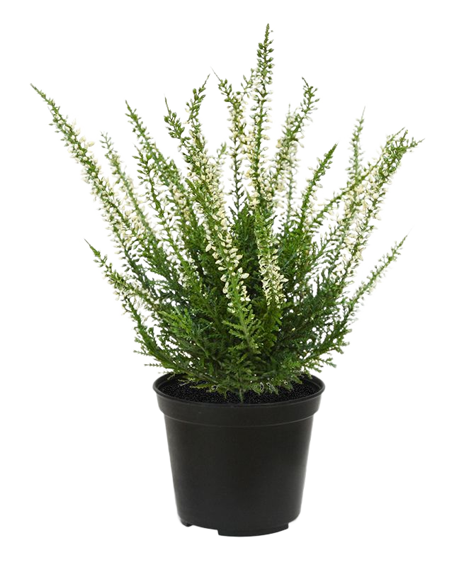 Erica heide kunstplant 25cm - creme