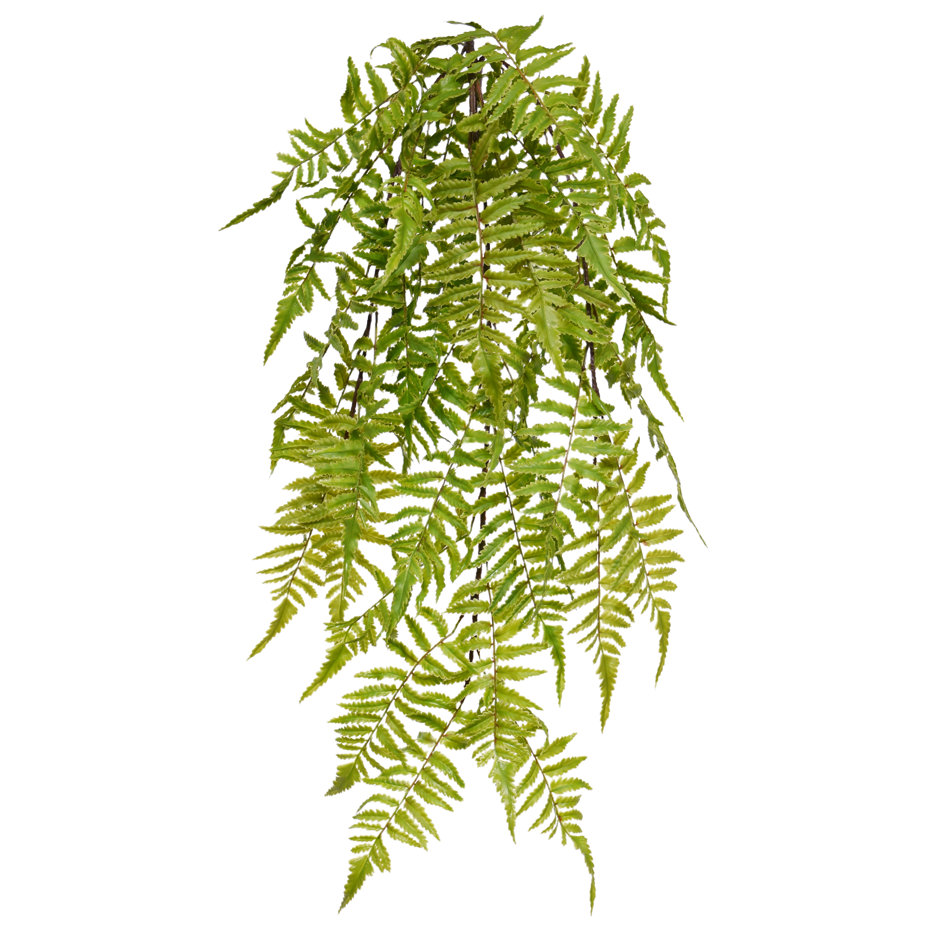 Bosvaren Kunst hangplant 60cm afbeelding 1