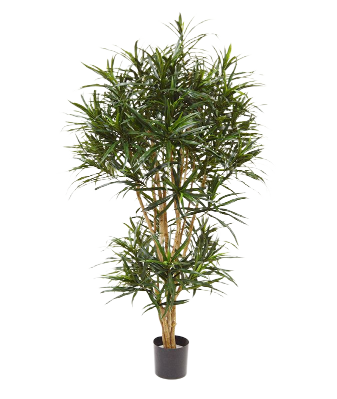 Draceana Reflexa Anita kunstboom 160cm
