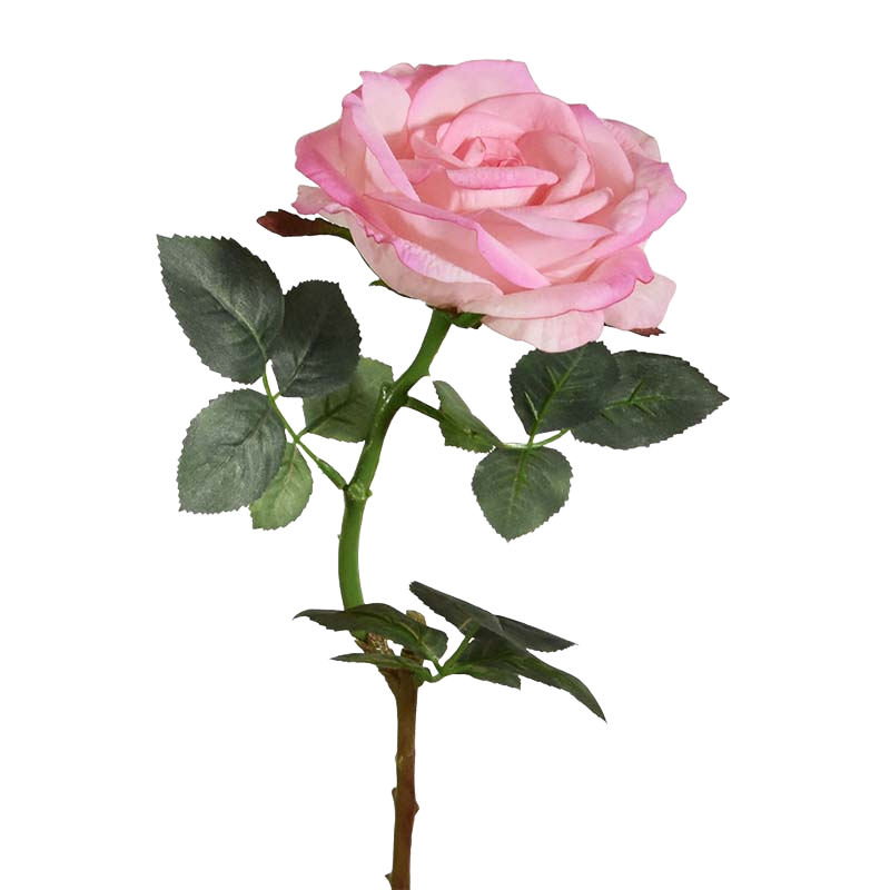 Kunst Rozentak Elizabeth RT 65 cm rose