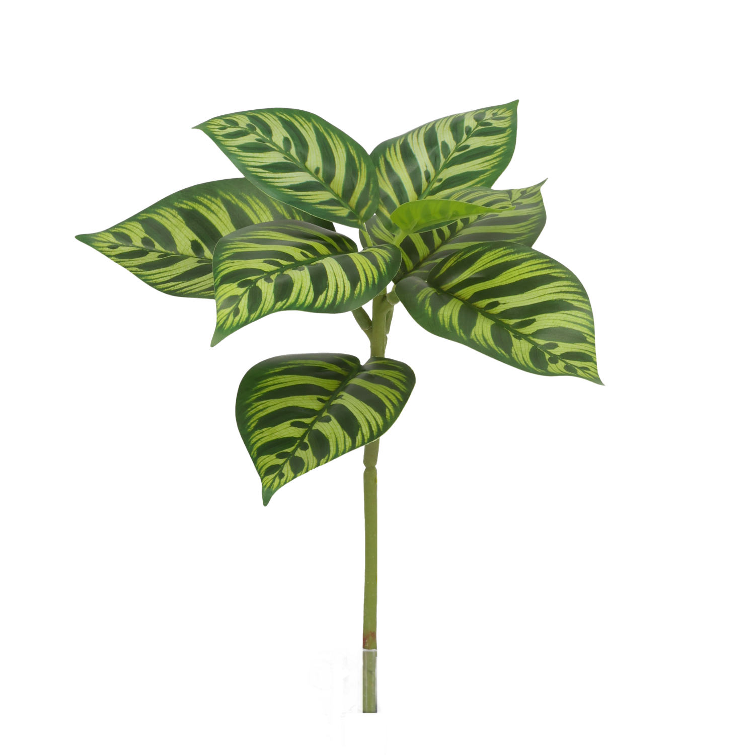Calathea Makoyana Kunstplant 25cm bont