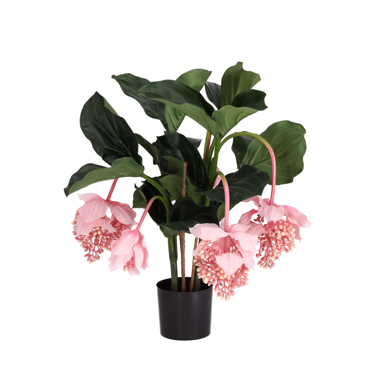 Medinella kunstplant 65cm Deluxe