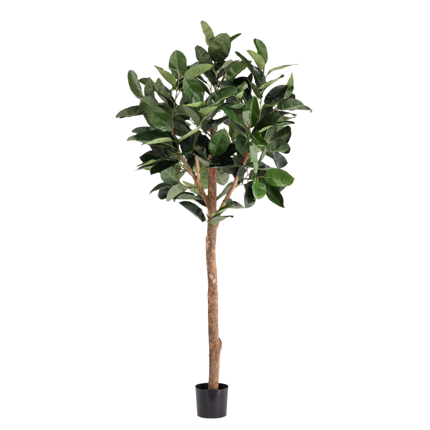 Ficus Elastica Robusta Kunstboom Deluxe 230cm