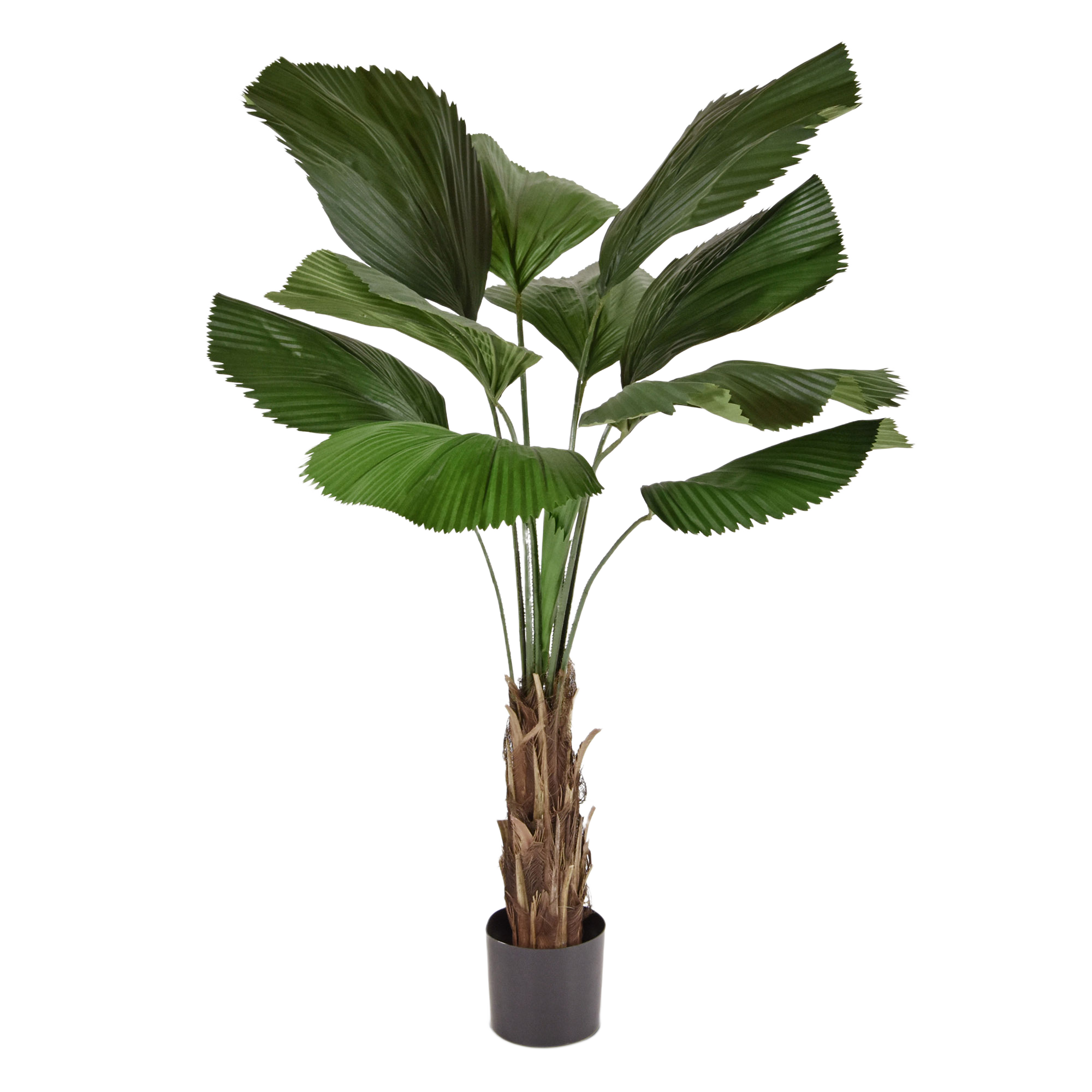 Licuala kunstpalm 140cm