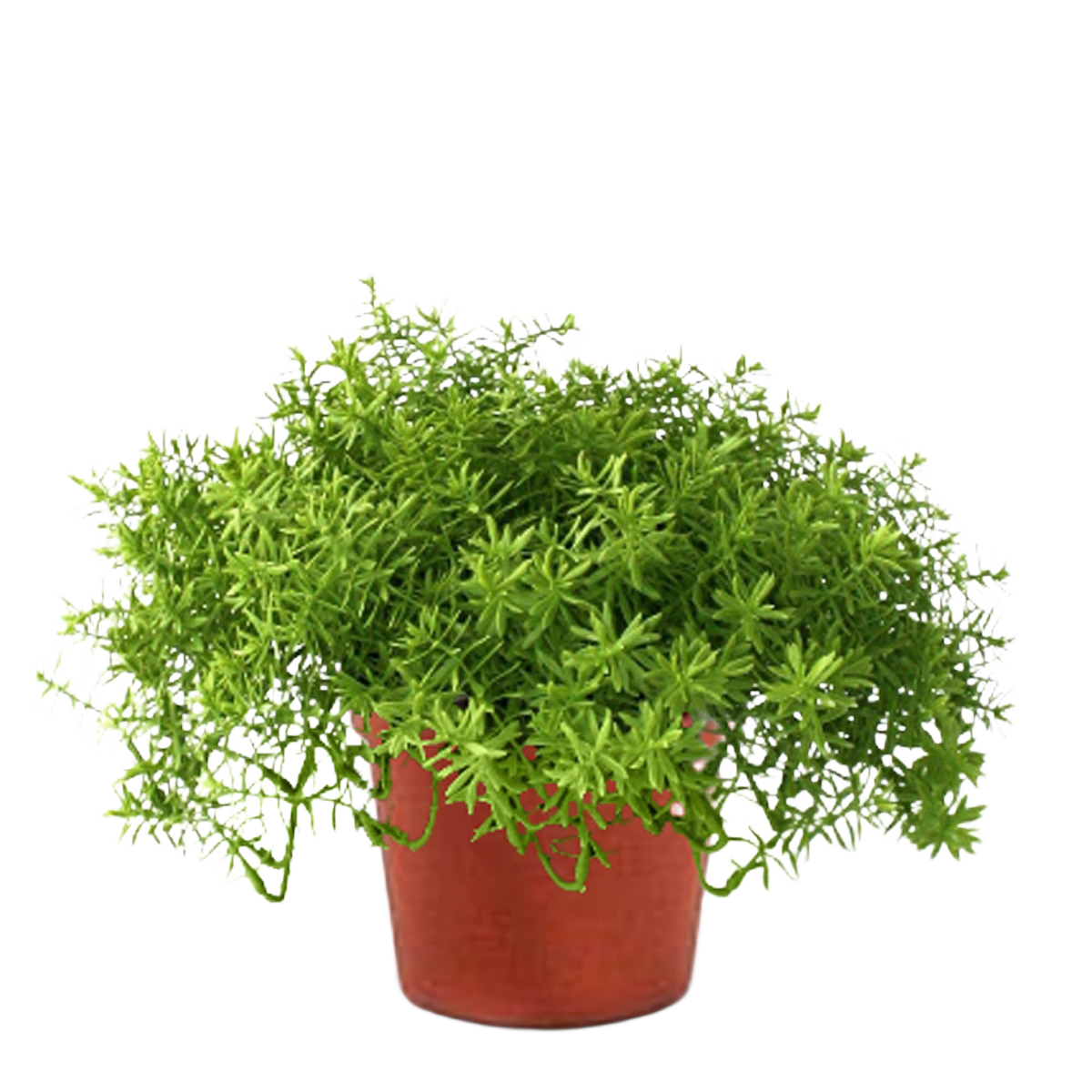Senecio vetplant 30cm