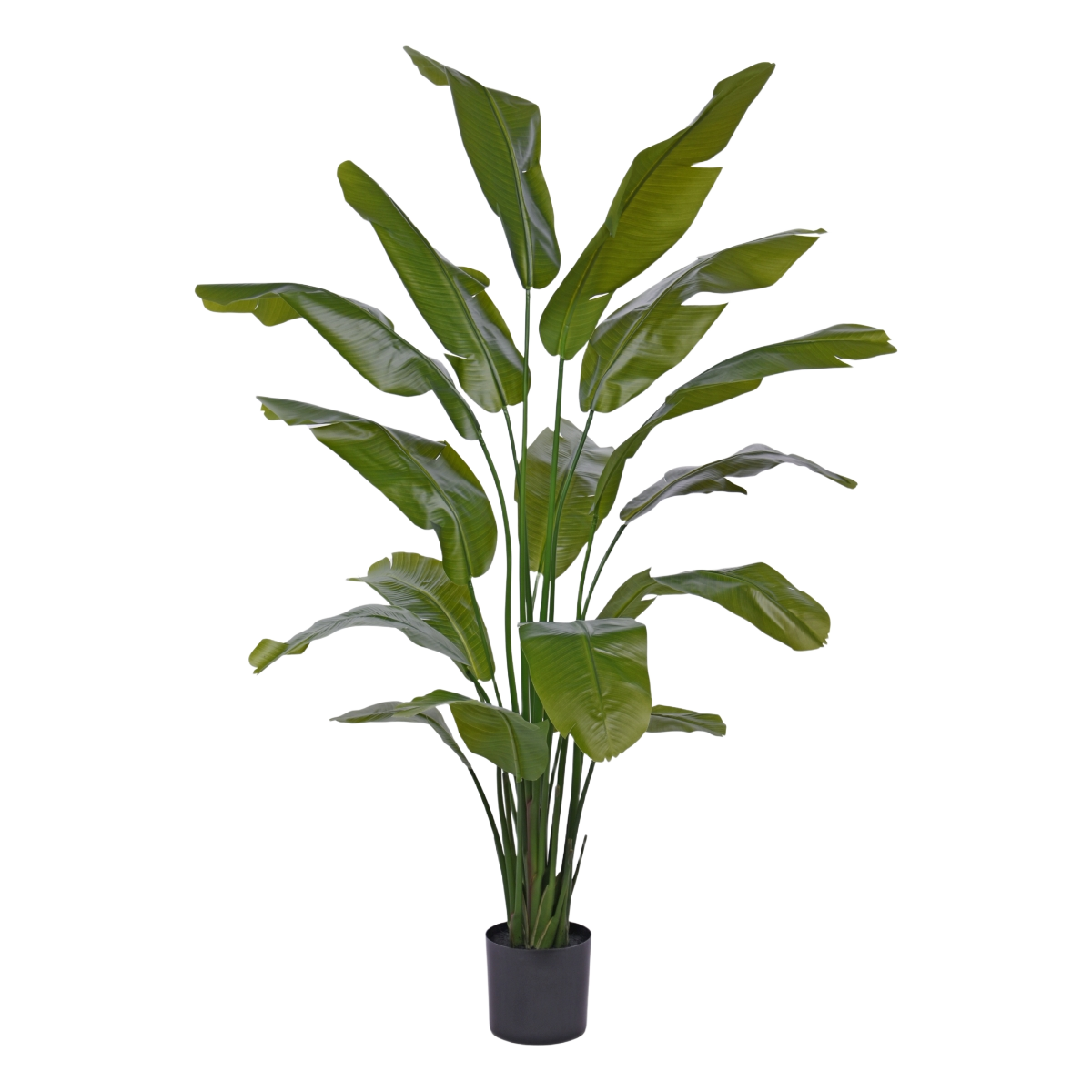 Traveller Palm promo 190cm