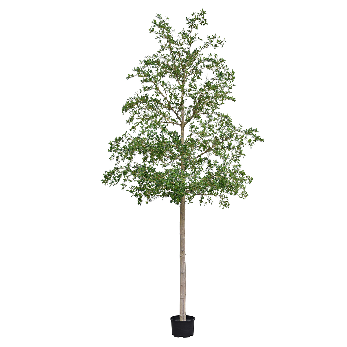 Bucida shady Lady Kunstboom 400cm groen