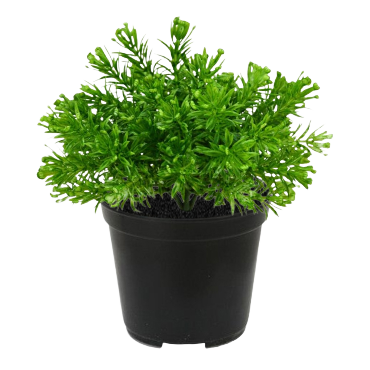Senecio Mos kunstplant 15cm in pot