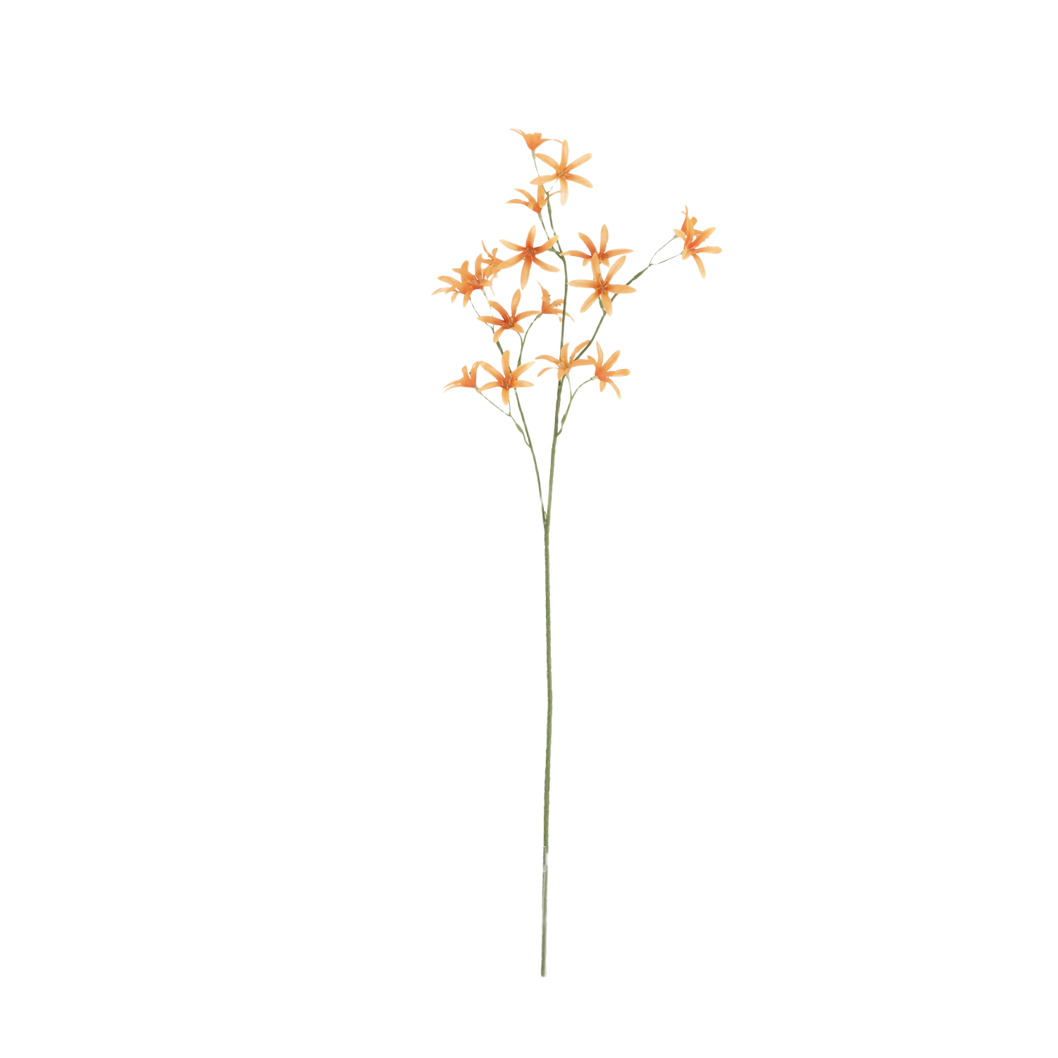 Tweedia Oxypetalum Kunsttak 68cm Oranje
