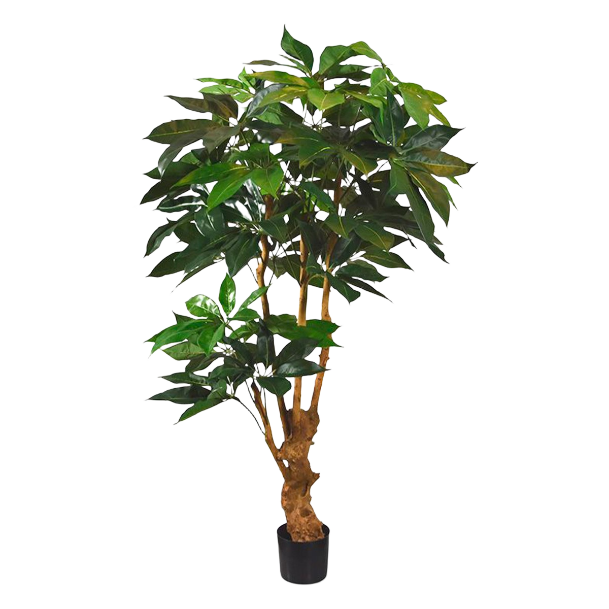 Scheflera Amate deluxe kunstboom 165cm