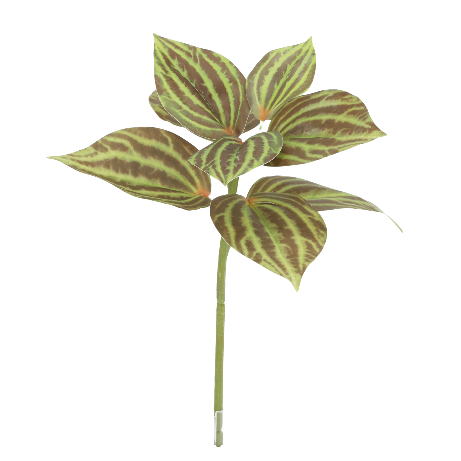 Peperomia Kunstplant groen/bruin 25cm