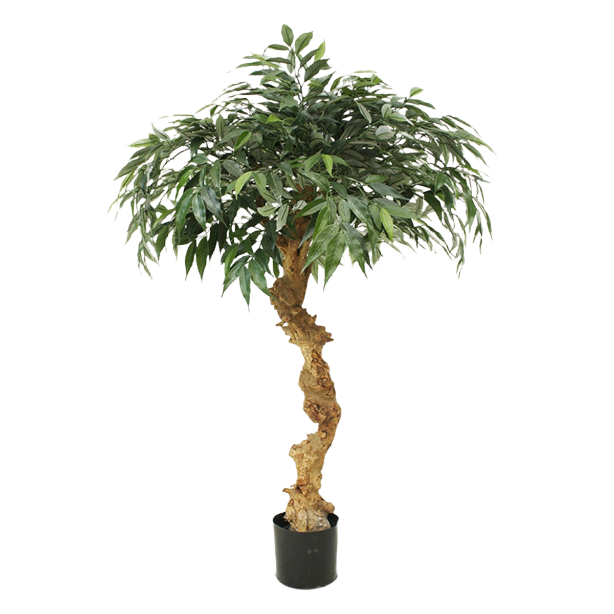 Shirakashi kunst bonsai op stam 100cm