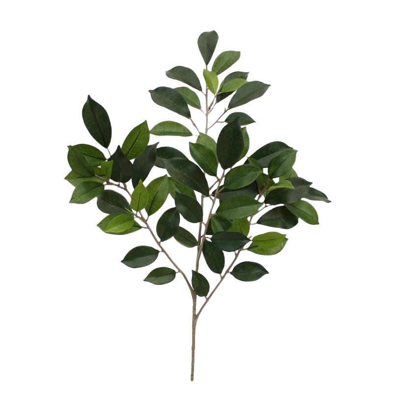 Ficus Folia Tak FR