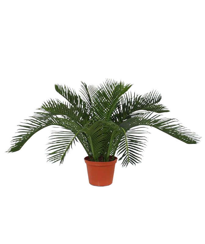 Cycas Baby kunstpalm 45cm - N