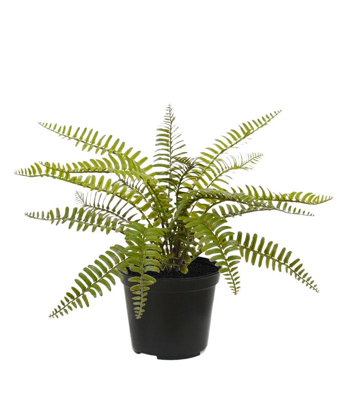 Asplenium Varen kunstplant 35cm in pot