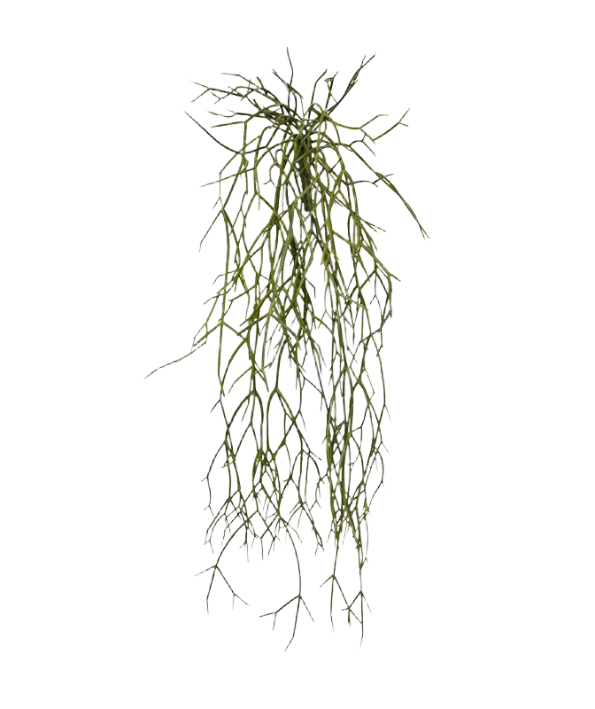 Rhipsalis Micrantha kunsthanger 55cm afbeelding 1