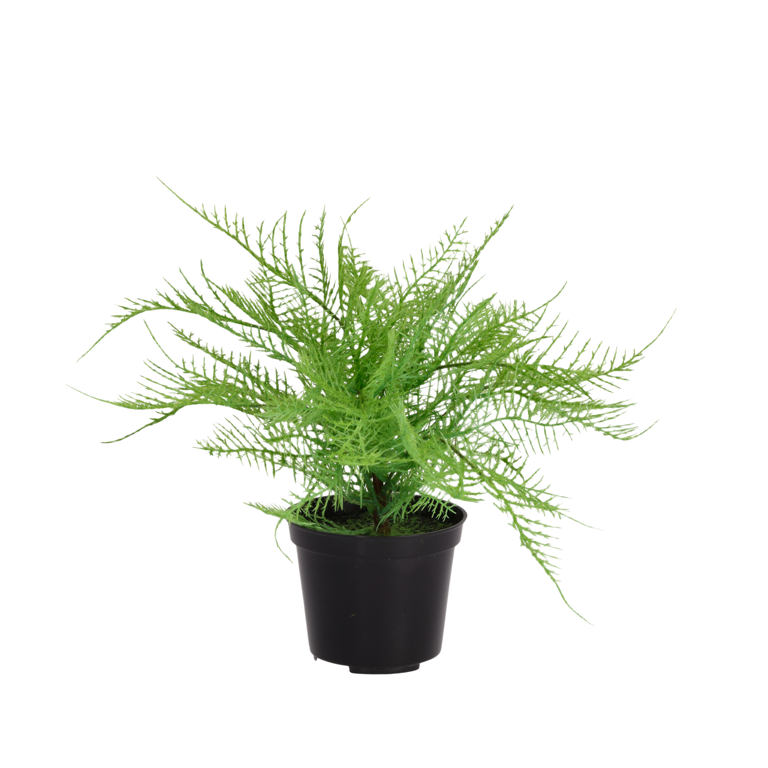 Asparagus varen kunstplant 30cm in kweekpot